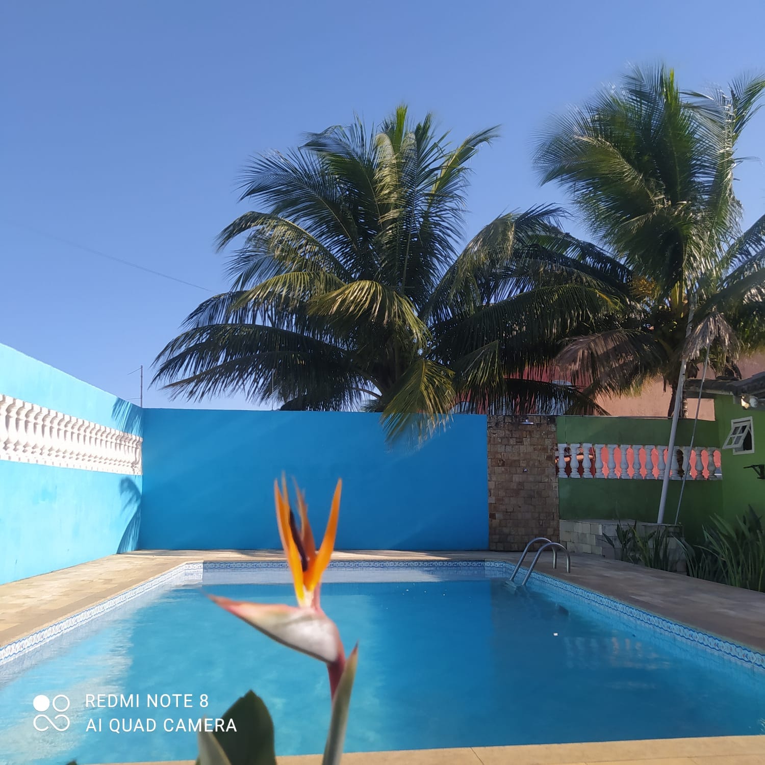 Piscina externa com coqueiros